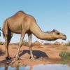 Planet Zoo Arid Animal Pack